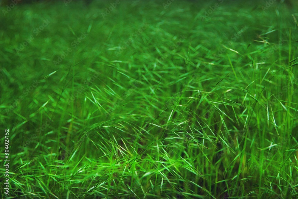 texture of green forest grass in summer. Harvesting, pattern, empty space. Natural background