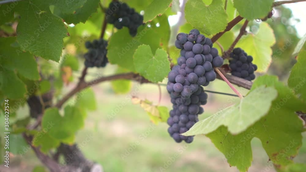 Fluid Movement of a Bunch of Grapes Ready to Become Wine.