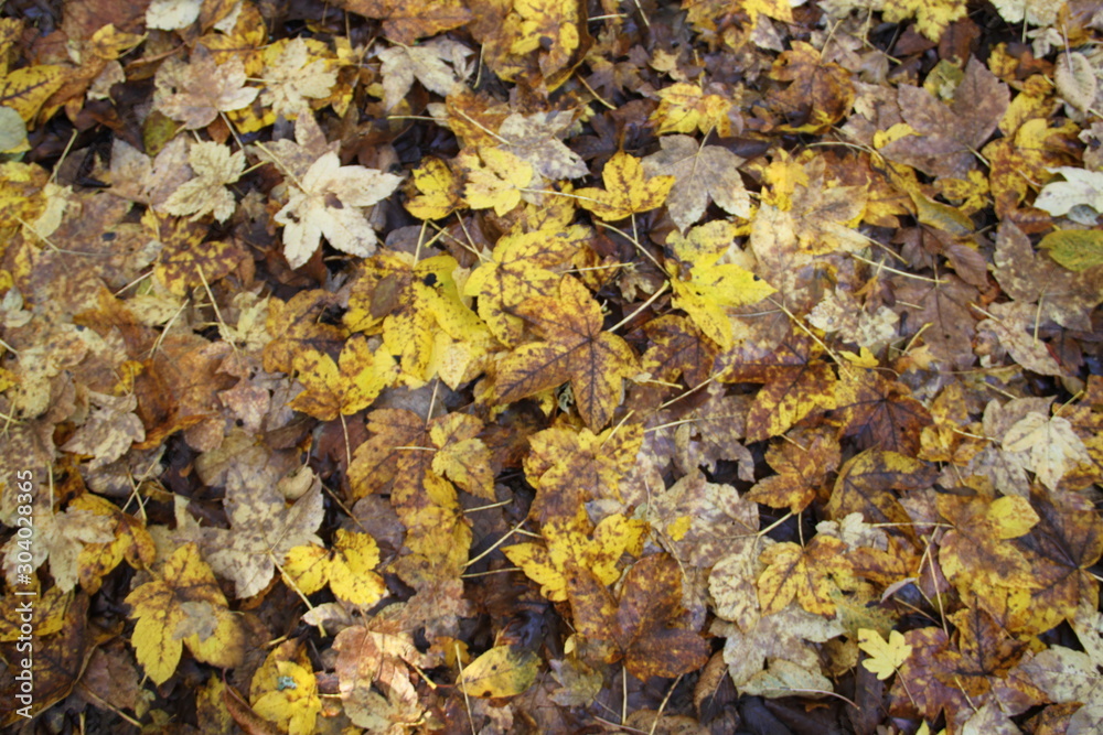 Feuilles d'automne Feuilles d'automne