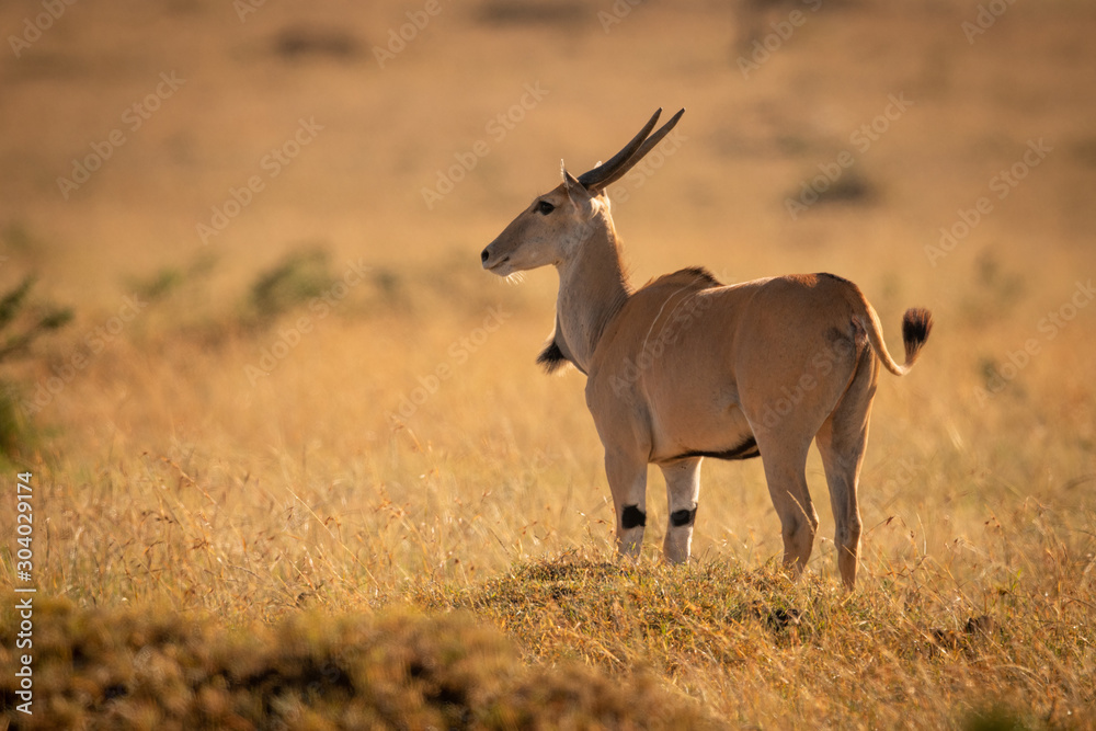 Fototapeta premium Eland stands on grassy plain facing left