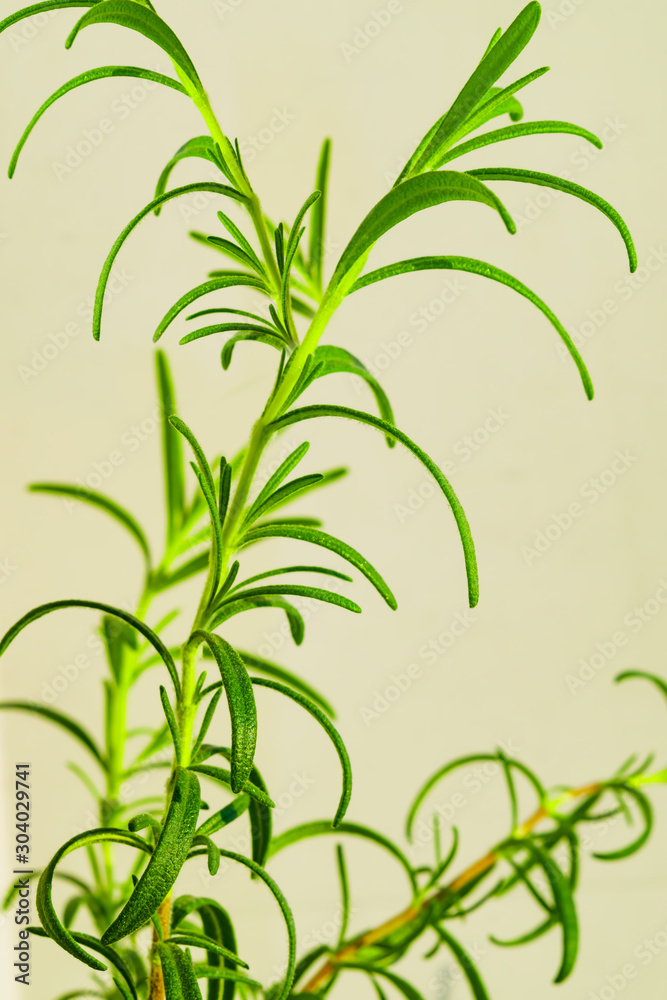 Sprig of the herb rosemary with fresh green leaves grow outdoor, Close-up. Culinary aromatic seasoning. Useful organic kitchen ingredient for food. Nature healthy flavoring.