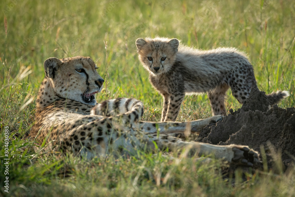 Obraz premium Female cheetah lies beside cub in grassland