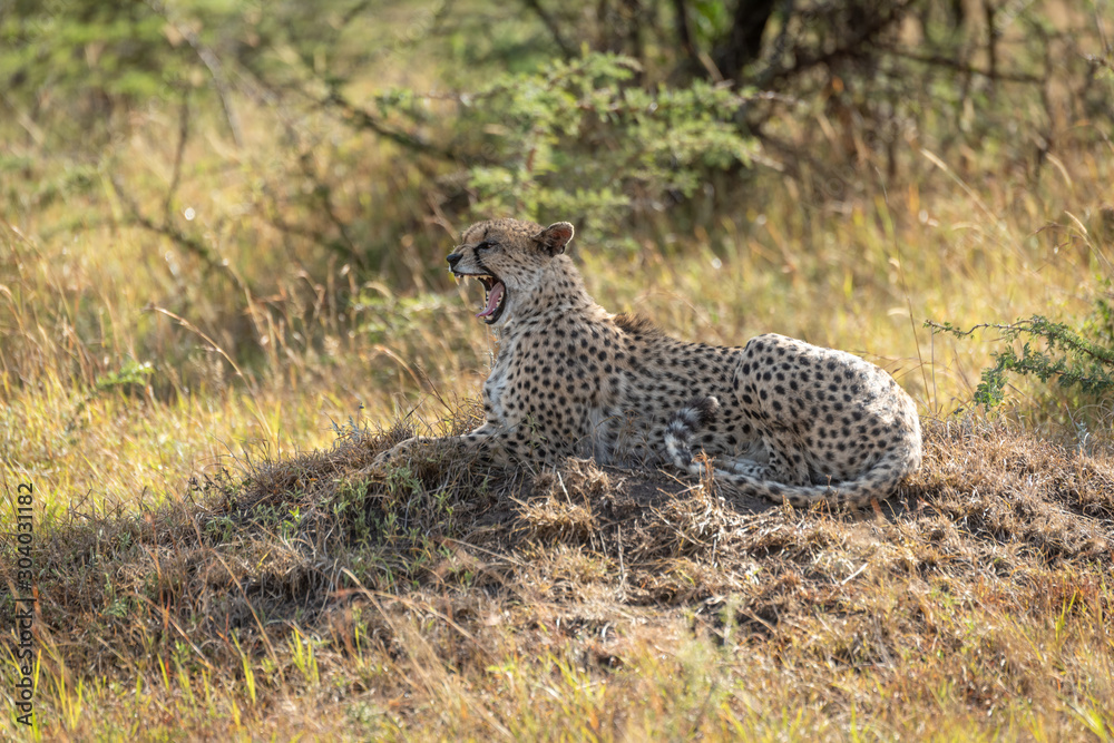 Naklejka premium Female cheetah lies on mound calling cubs