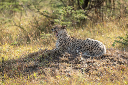 Female cheetah lies on mound calling cubs