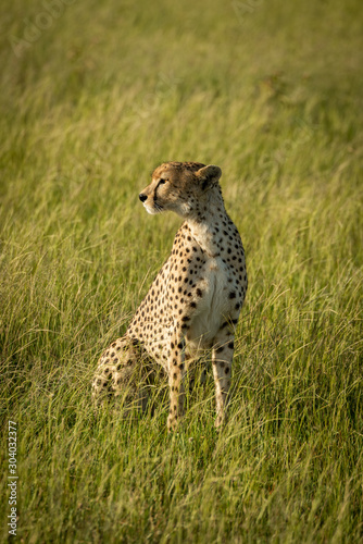 Female cheetah sits in grass looking left