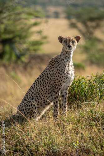 Female cheetah sits in grass watching camera
