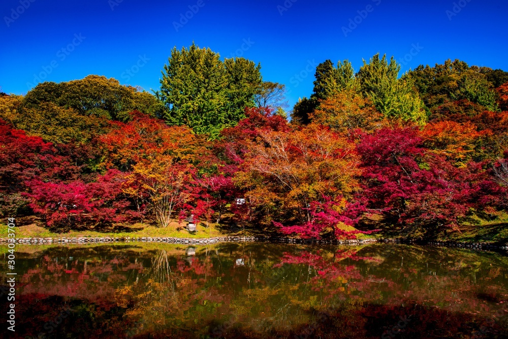 Obraz premium 用作公園の紅葉