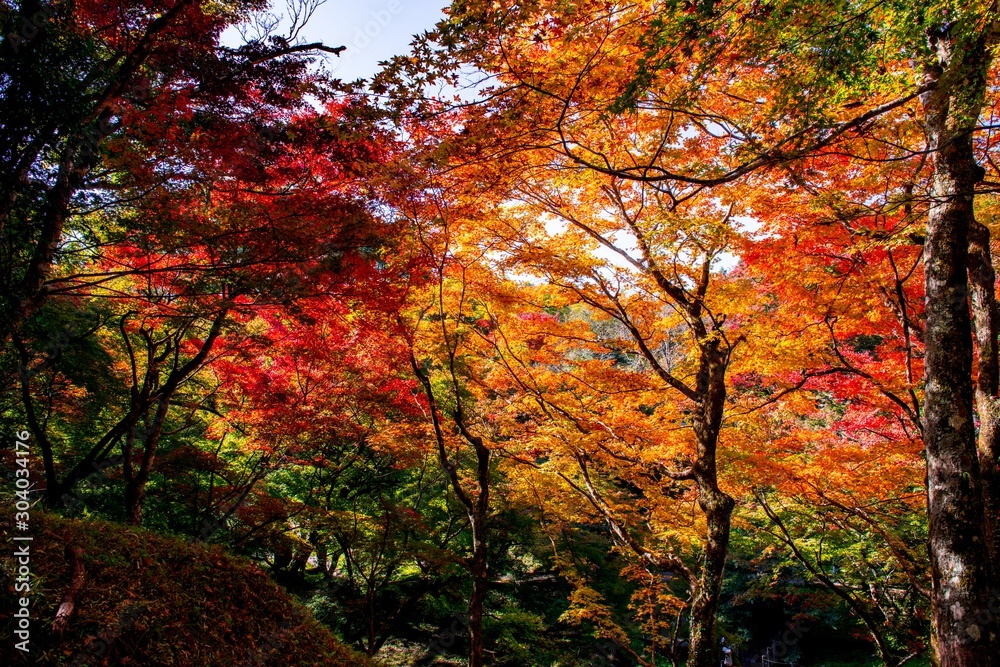 用作公園の紅葉