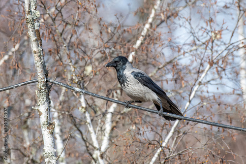 Eurasian magpie (pica pica) sits on a branch