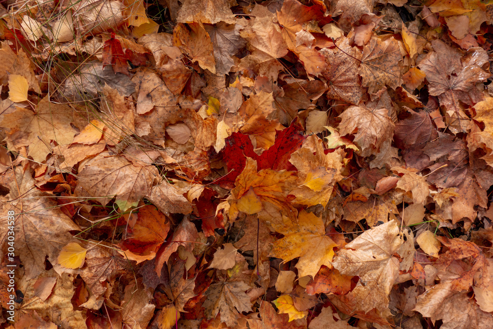 Yellow, red and orange autumn fallen leaves background. Closeup view of multicolored leaf pile in forest or garden. Seasonal nature landscape with copy space