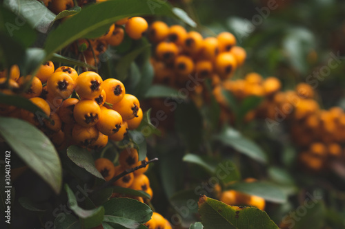 yellow berries on a bush