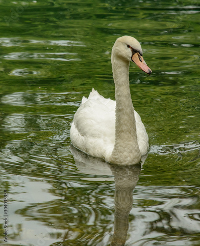 swan on the lake