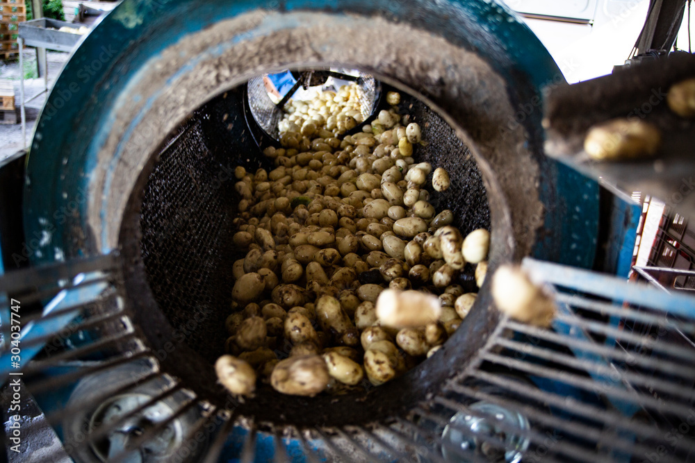 A potato washer during the work. A packing line for potatoes. Farm machinery for digging potatoes. Harvest time. A potato washer during the work. A packing line for potatoes. Farm machinery for digging potatoes. Harvest time.