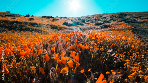 Obraz na plátně Bright orange California Pobby (Eschscholzia) in the Antelope Valley, California