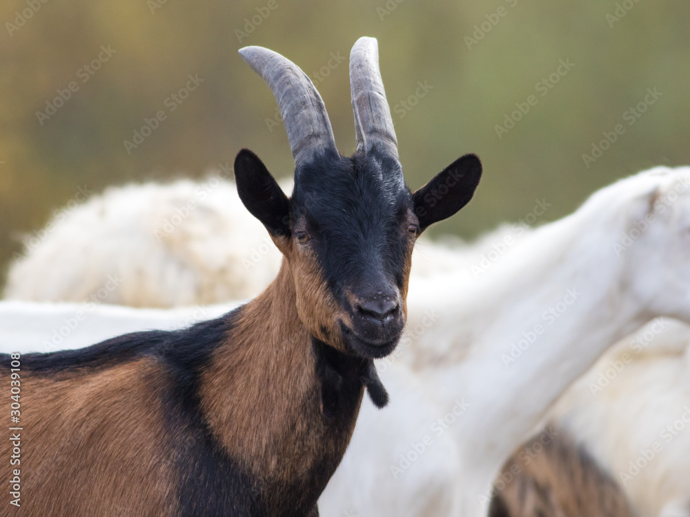 Portrait of brown horned goat