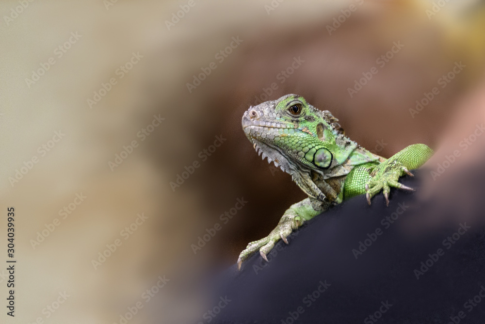 Small iguana on blurred background