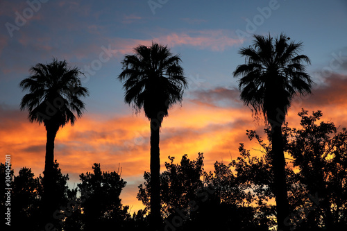 Palm trees silhouetted against a sunset sky.