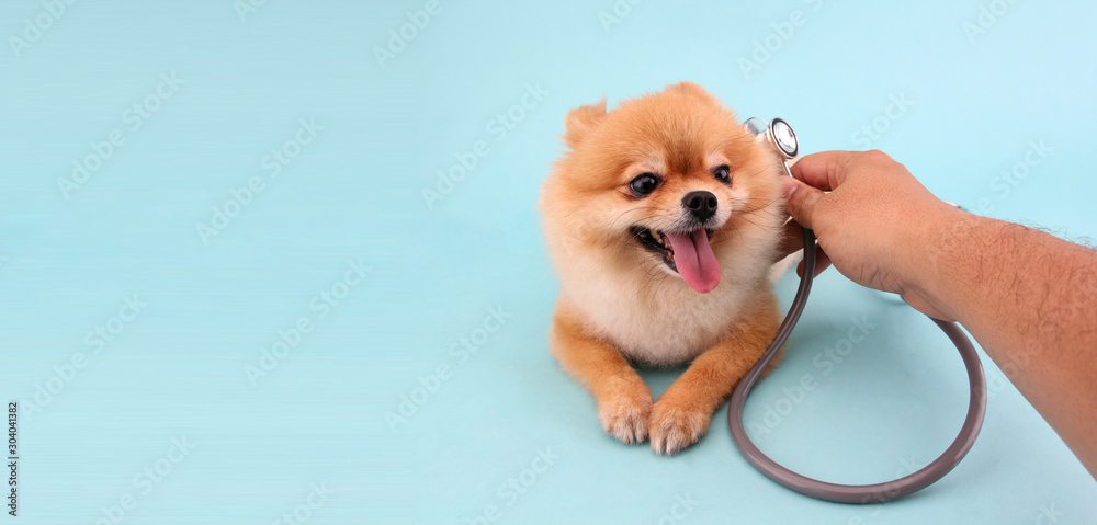 Fototapeta Cute little pomeranian dog with stethoscope as veterinarian on blue background in studio With copy space.