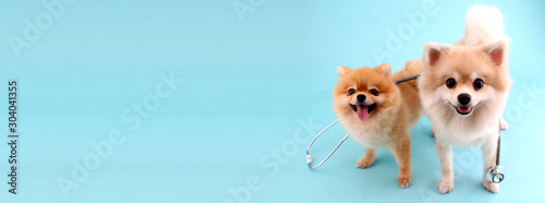 Cute little pomeranian dog with stethoscope as veterinarian on blue backgroun...