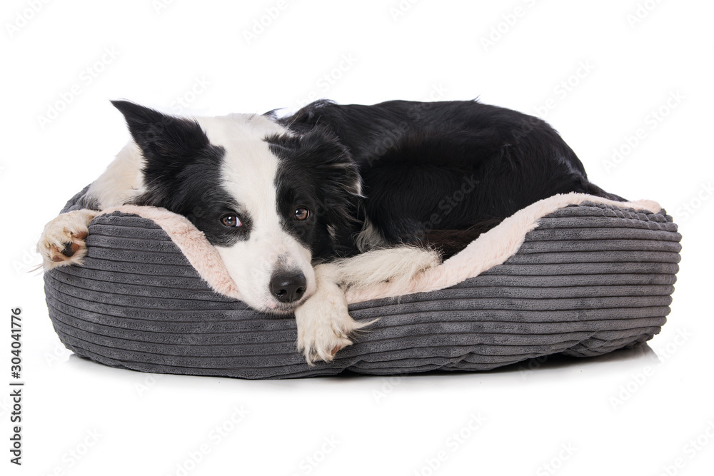 Border collie dog lying in a dog bed Stock Photo | Adobe Stock