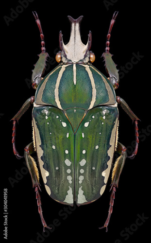 Beetle Chelorrhina polyphemus on a black background photo