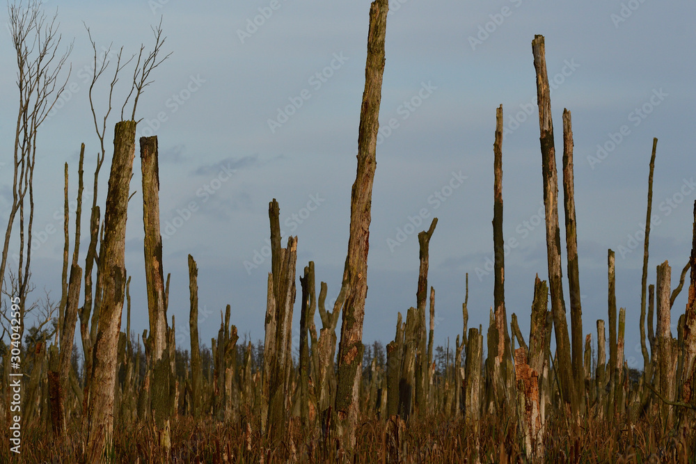 Peene polder bei Klotzow