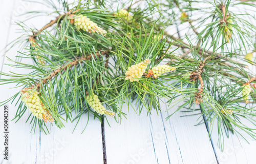 Blooming pine branches on a light blue wooden table. Flowering cones