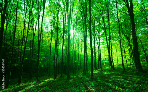 Sunlight in green forest