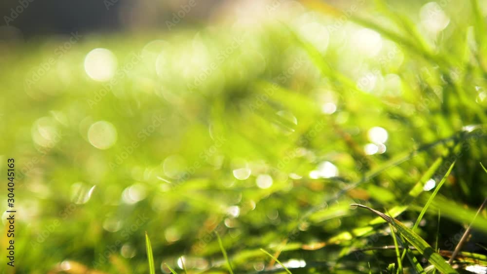 Grass with dew drops. Blurred Grass Background With Water Drops closeup. Nature. Environment concept. Slow motion 240 fps. HD video footage 1920x1080 Grass with dew drops. Blurred Grass Background With Water Drops closeup. Nature. Environment concept. Slow motion 240 fps. HD video footage 1920x1080