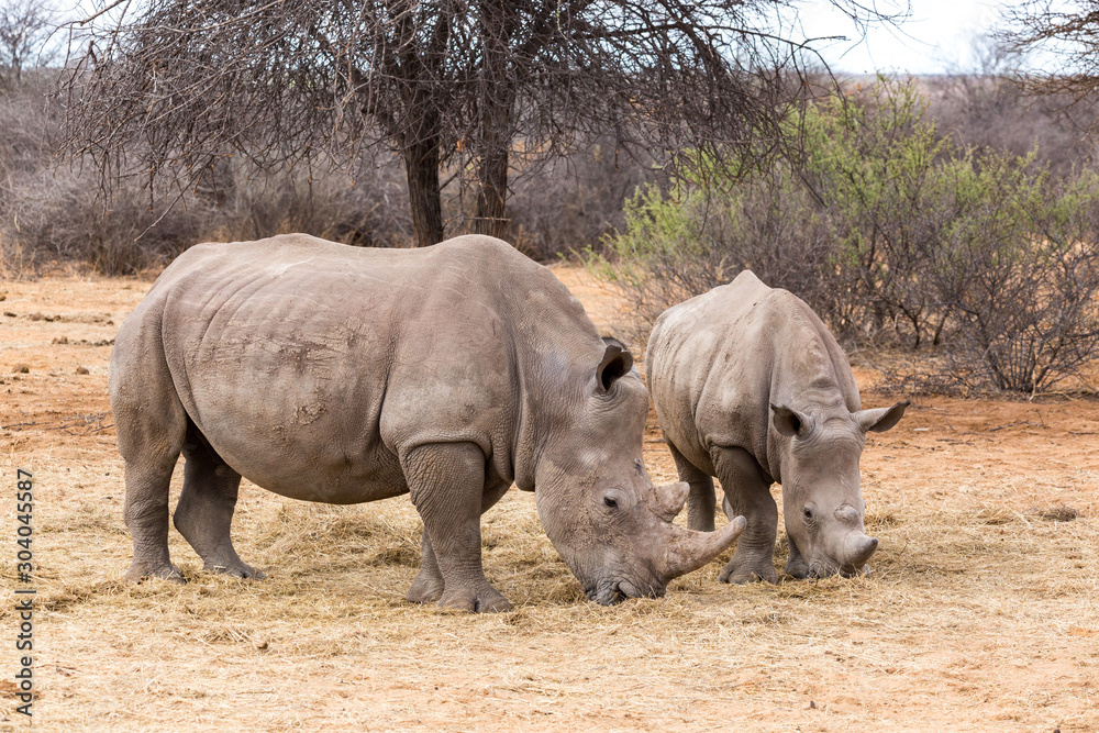 White rhinoceros mother with her offspring eating grass, Namibia, Africa White rhinoceros mother with her offspring eating grass, Namibia, Africa