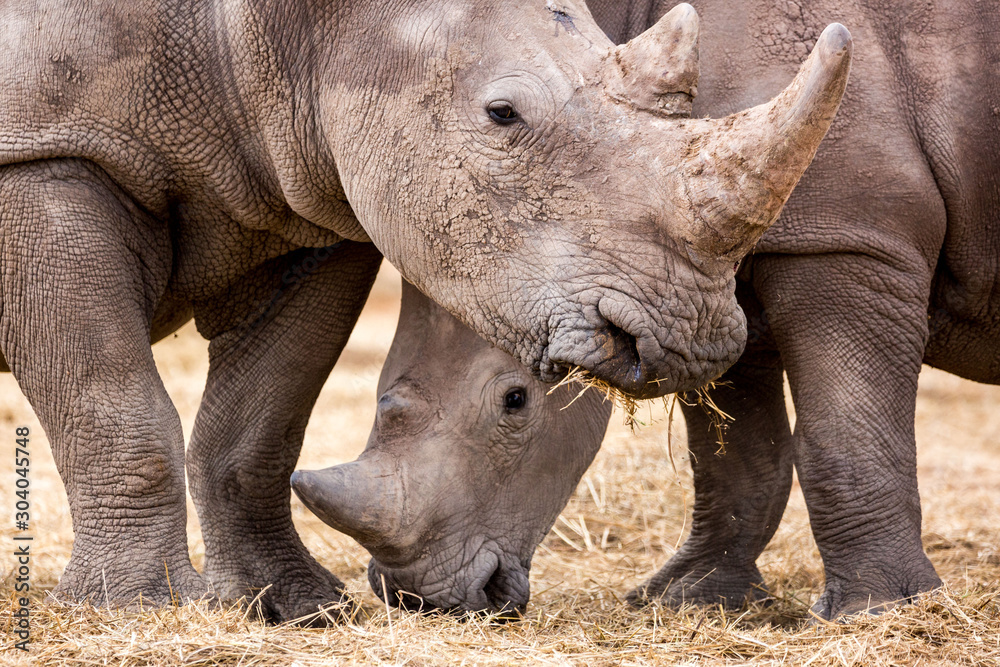 Close up of two white rhinoceros eating grass, Namibia, Africa Close up of two white rhinoceros eating grass, Namibia, Africa