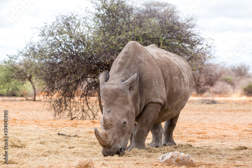 White rhinoceros eating grass, Namibia, Africa