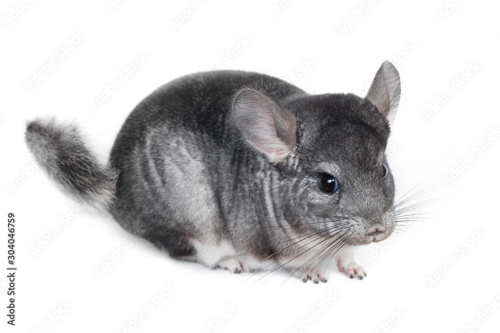 Funny pretty grey chinchilla