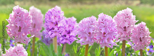 view panoramic on beautiful pink hyacinth blossoming in garden