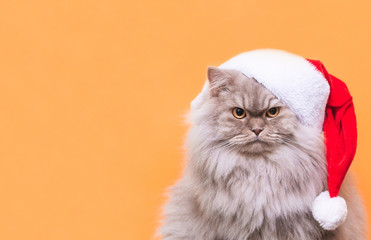 Close-up photo of a fluffy gray cat in a Christmas hat on an orange background. Cat in a hat Santa is isolated on an orange background. Pets at Christmas. Copyspace
