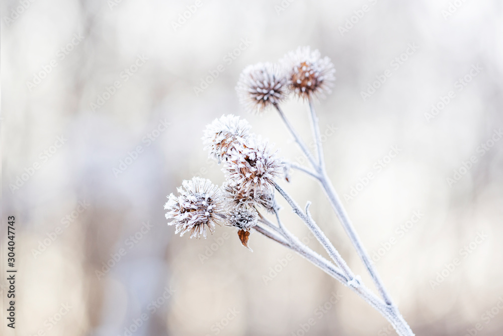Detail Of A Frozen Shrub On A Frosty Winter Morning Detail Of A Frozen Shrub On A Frosty Winter Morning