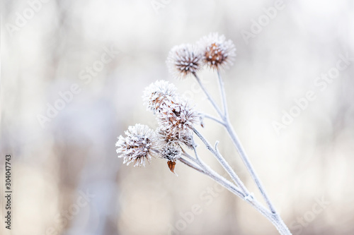 Detail Of A Frozen Shrub On A Frosty Winter Morning © Olga