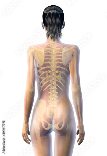 Skeleton of a woman  medically 3D illustration
