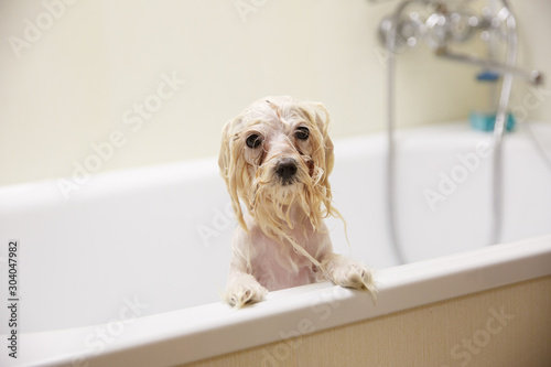 wet dog bathed in the bathroom  at home  grooming salon