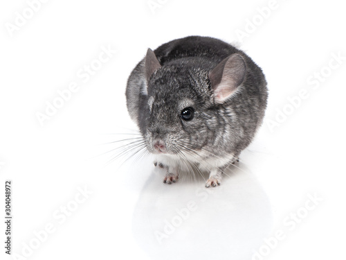 Small chinchilla isolated photo