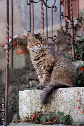 Fototapeta Naklejka Na Ścianę i Meble -  Fluffy tabby cat sitting on the porch 