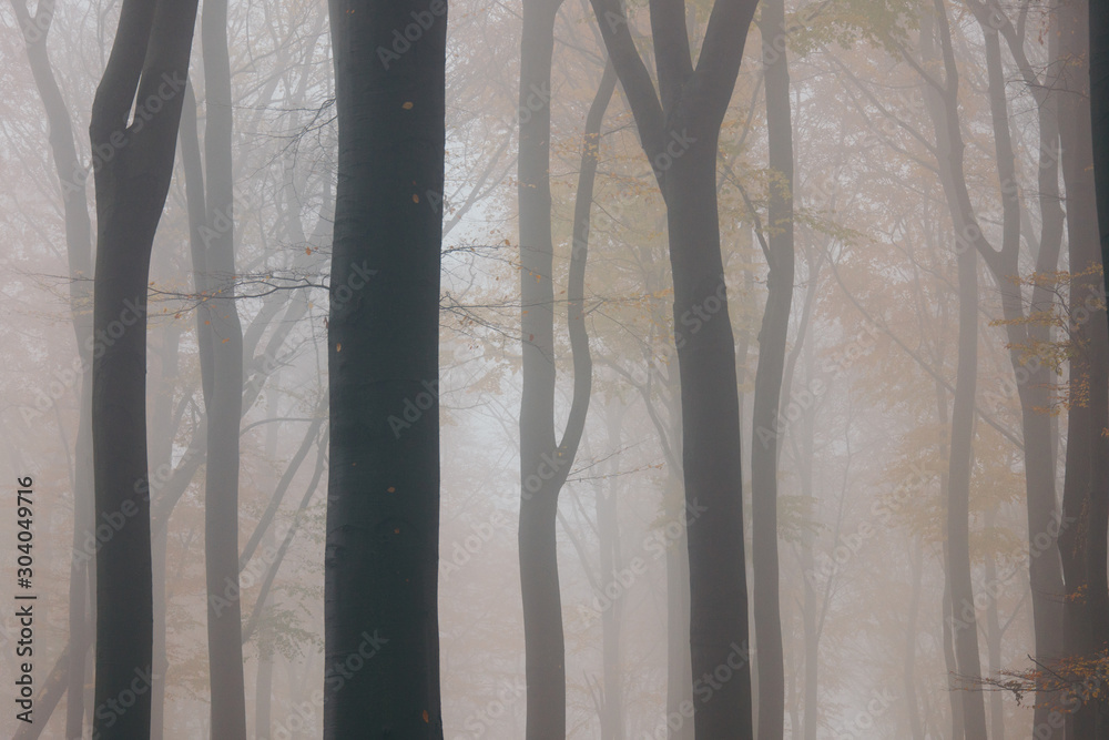 Wald im Nebel Wald im Nebel