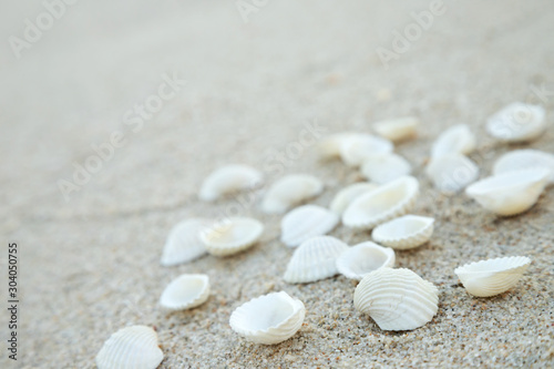 Summer time concept with sea shells on the beach sand white background. free space for your decoration Top view.