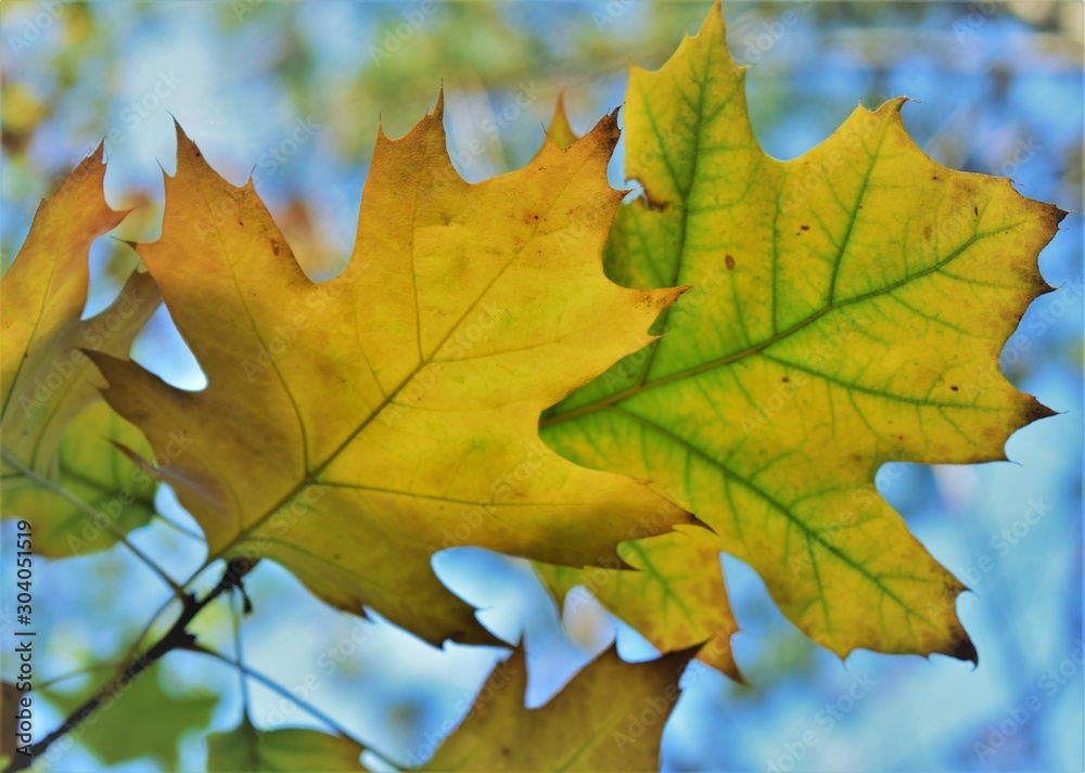 yellow maple leaves on a background yellow maple leaves on a background