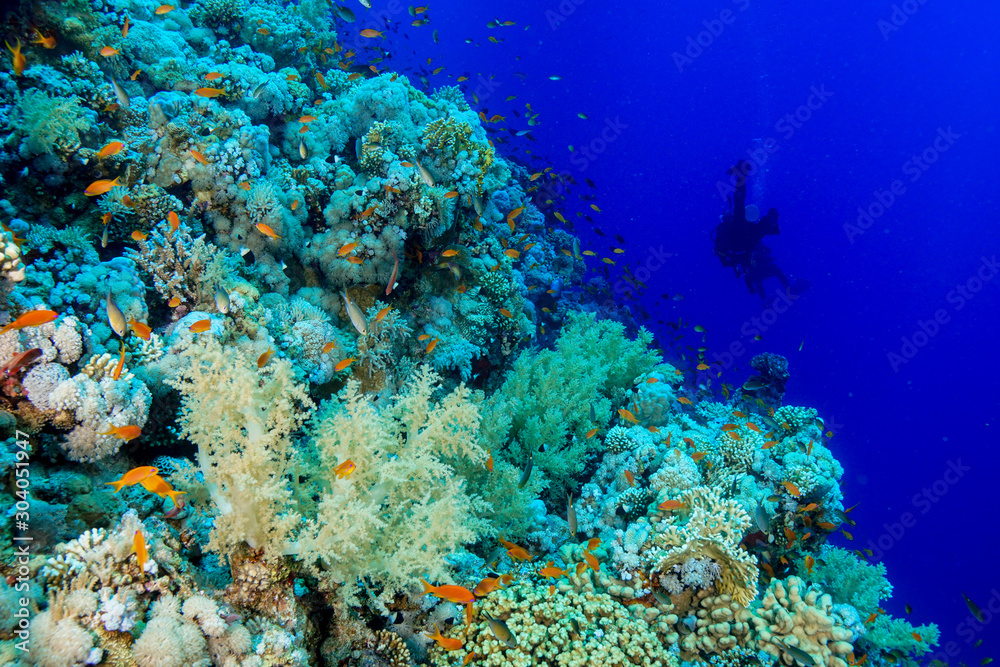 Fototapeta premium Coral Reef at the Red Sea, Egypt