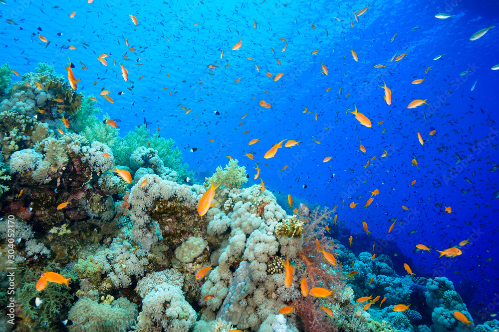 Naklejka premium Coral Reef at the Red Sea, Egypt