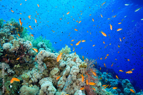 Coral Reef at the Red Sea, Egypt © Mina Ryad
