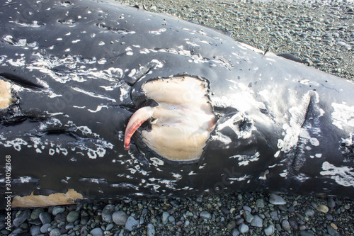 座礁したザトウクジラのペニス photo