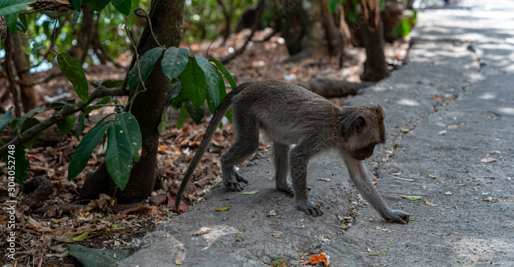 macaque (macaca fascicularis) found some food on the ground on a walk way