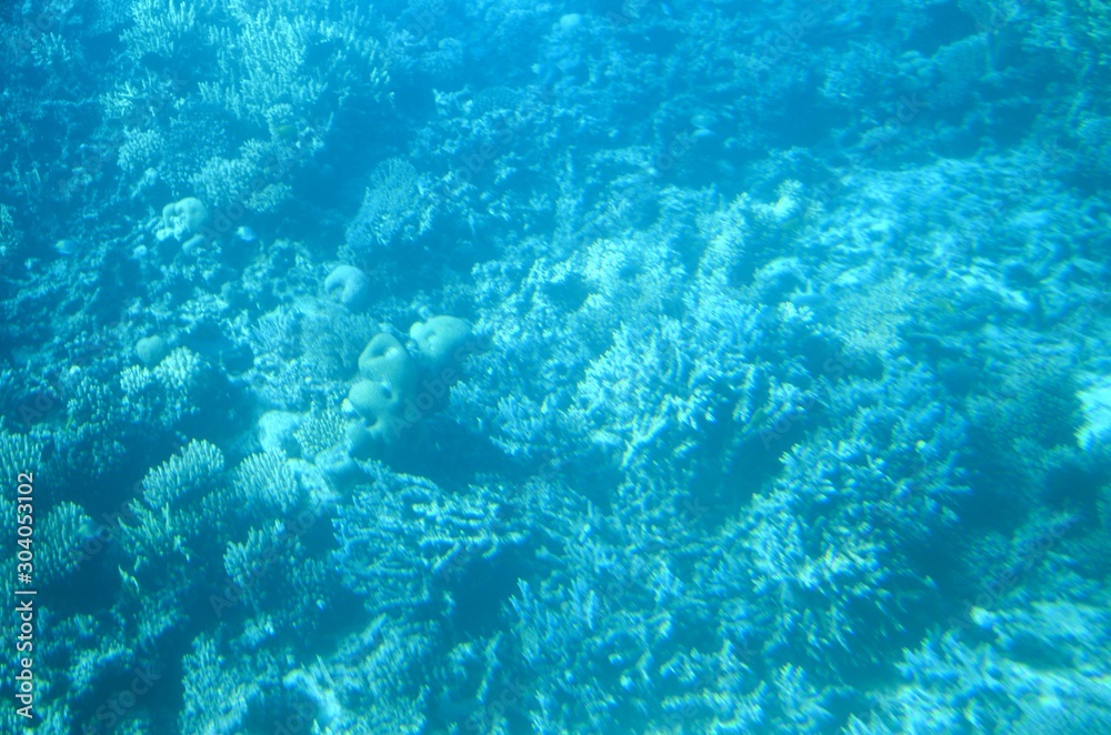 Fonds sous-marins de la Mer Rouge ( Hurghada -Égypte)